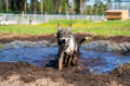 Rovaniemi: Autumn Husky Safari - Drive Your Own Husky Team (5-8 km), Small Group & BBQ