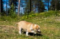 Rovaniemi: Autumn Husky Safari - Drive Your Own Husky Team (5-8 km), Small Group & BBQ