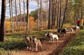 Rovaniemi: Autumn Husky Safari - Drive Your Own Husky Team (5-8 km), Small Group & BBQ