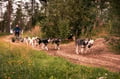 Rovaniemi: Autumn Husky Safari - Drive Your Own Husky Team (5-8 km), Small Group & BBQ