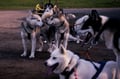 Rovaniemi: Autumn Husky Safari - Drive Your Own Husky Team (5-8 km), Small Group & BBQ