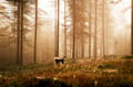 Rovaniemi: Autumn Husky Safari - Drive Your Own Husky Team (5-8 km), Small Group & BBQ