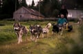 Rovaniemi: Autumn Husky Safari - Drive Your Own Husky Team (5-8 km), Small Group & BBQ