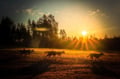 Rovaniemi: Autumn Husky Safari - Drive Your Own Husky Team (5-8 km), Small Group & BBQ