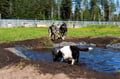 Rovaniemi: Autumn Husky Safari - Drive Your Own Husky Team (5-8 km), Small Group & BBQ
