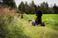 Rovaniemi: Autumn Husky Safari - Drive Your Own Husky Team (5-8 km), Small Group & BBQ