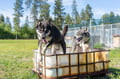 Rovaniemi: Autumn Husky Safari - Drive Your Own Husky Team (5-8 km), Small Group & BBQ