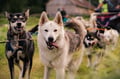 Rovaniemi: Autumn Husky Safari - Drive Your Own Husky Team (5-8 km), Small Group & BBQ