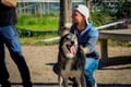 The Life of the Husky