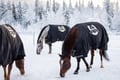 Morning Horse Ranch Experience - winter edition