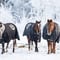 Morning Horse Ranch Experience - winter edition