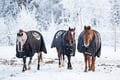 Morning Horse Ranch Experience - winter edition