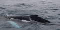 Large whale surfacing beside a boat during an Iceland whale watching trip