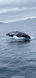Humpback whale surfacing in the waters near Reykjavík