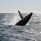 Whale Watching tour from Reykjavik