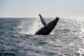 Whale Watching tour from Reykjavik