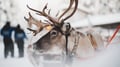 Snowmobile Safari to a Traditional Reindeer Farm in Levi