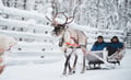 Snowmobile tour: 3,5 - 4 hour Snowmobile, Reindeer and Ice Fishing Combo in Levi