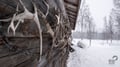 Snowmobile tour: 3,5 - 4 hour Snowmobile, Reindeer and Ice Fishing Combo in Levi