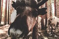 Reindeer Farm Summer Experience