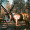 Reindeer Farm Summer Experience
