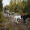 Running with the Pack - Autumn, 3km Husky tour with a Kennel visit