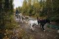 Running with the Pack - Autumn, 3km Husky tour with a Kennel visit