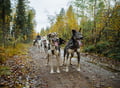 Running with the Pack - Autumn, 3km Husky tour with a Kennel visit