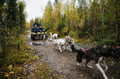 Running with the Pack - Autumn, 3km Husky tour with a Kennel visit