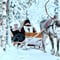 Reindeer farm and reindeer safari express 0,6 km, Levi