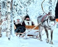 Reindeer farm and reindeer safari express 1 km, Levi