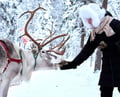 Reindeer farm and reindeer safari express 1 km, Levi