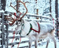 Reindeer farm and reindeer safari express 1 km, Levi
