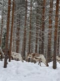 Explore Peaceful Pyhä National Park – Guided welcome tour & unique activities with transport
