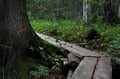 VAATTUKIKONGAS HIKE : the forest trail