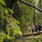 VAATTUKIKONGAS HIKE : the forest trail