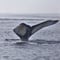 Akureyri Whale Watching: Discover Oceanic Marvels