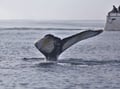 Whale tail rising above the ocean during a whale watching tour in Akureyri