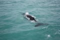 Whale swimming beneath the surface during a whale watching tour in Akureyri