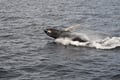 Whale surfacing beside the ocean during a North Iceland whale tour