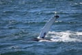 Whale breaching above the sea during a whale watching tour in North Iceland