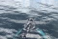 Dolphins swimming near the surface during a whale watching cruise in Iceland