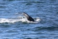 Whale surfacing above the ocean in Eyjafjörður Fjord