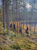 Horse riding whole day at wilderness area (ADVANCED ONLY)