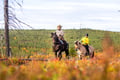 Horse riding whole day at wilderness area (ADVANCED ONLY)