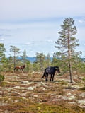 Horse riding whole day at wilderness area (ADVANCED ONLY)