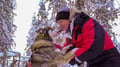 Husky Safari 10 km Self-Drive, Levi