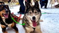 Husky Safari 10 km Self-Drive, Levi
