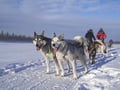 Husky Safari 10 km Self-Drive, Levi