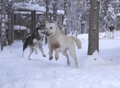 Husky Safari 10 km Self-Drive, Levi